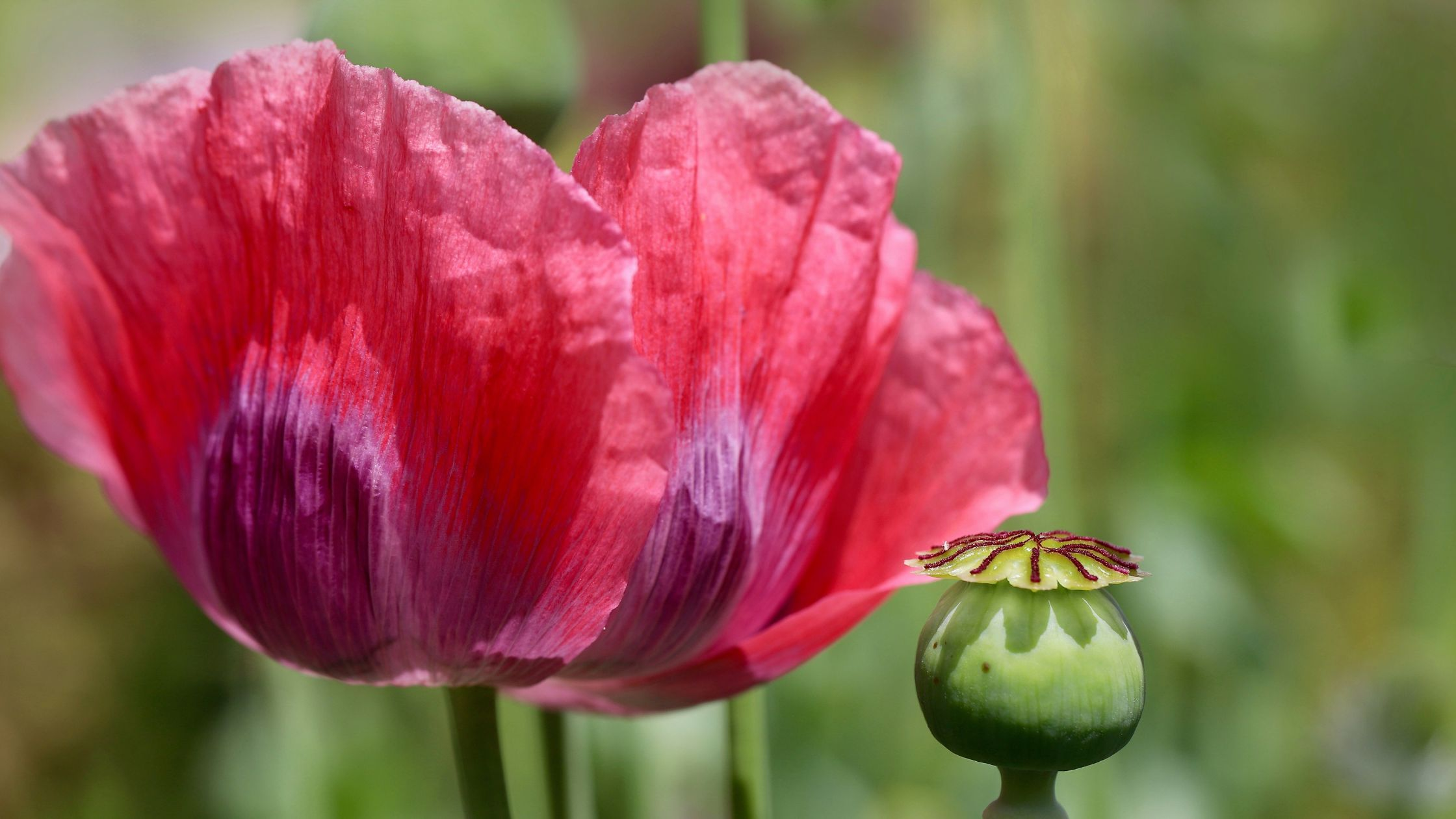Why the Opium Wars Really Began: A Deep Dive