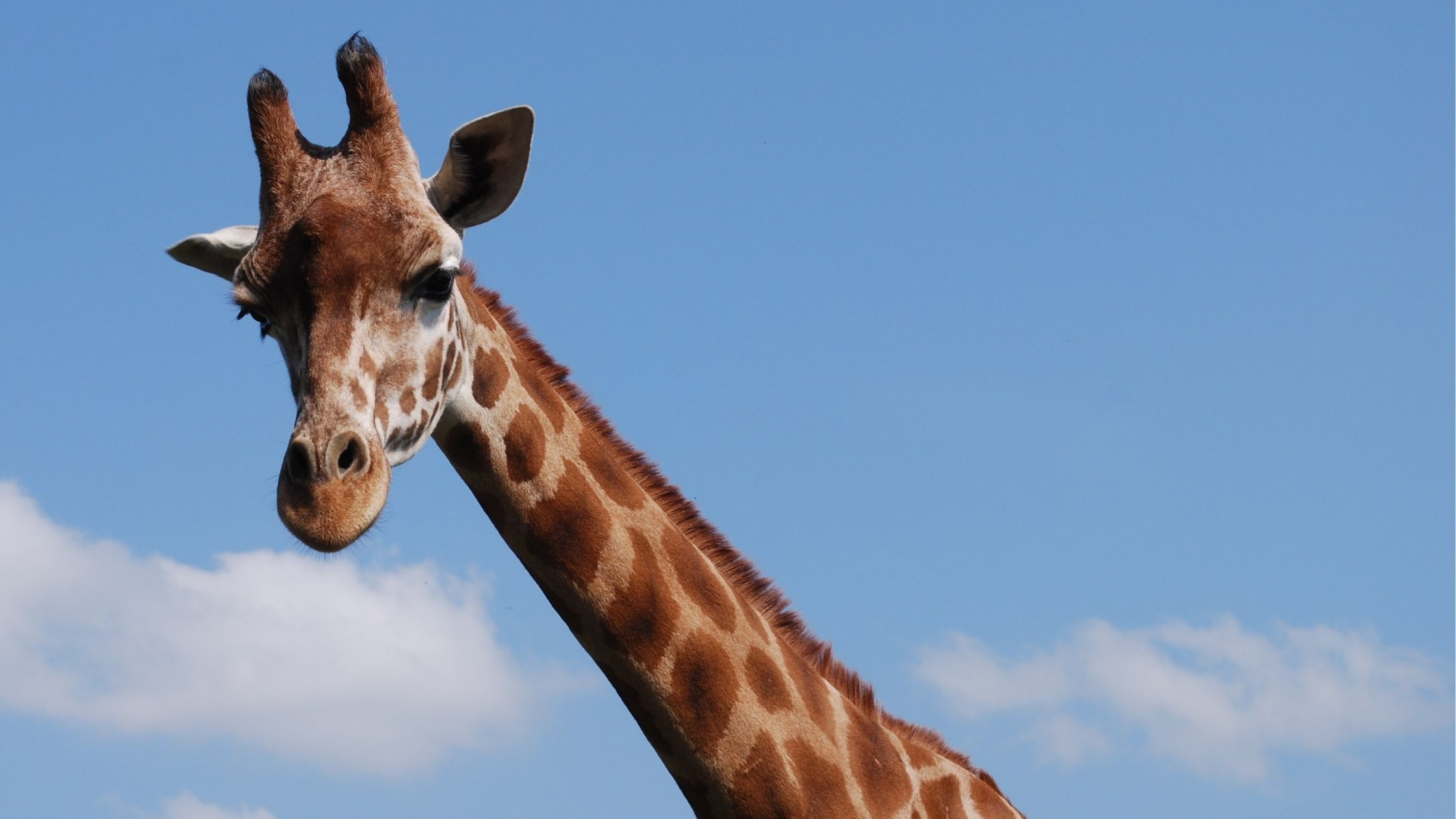 The Serengeti Has a Dirty Secret About Its “Untouched” Past